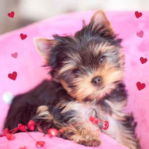 Co pro vás chystáme na Valentýna?